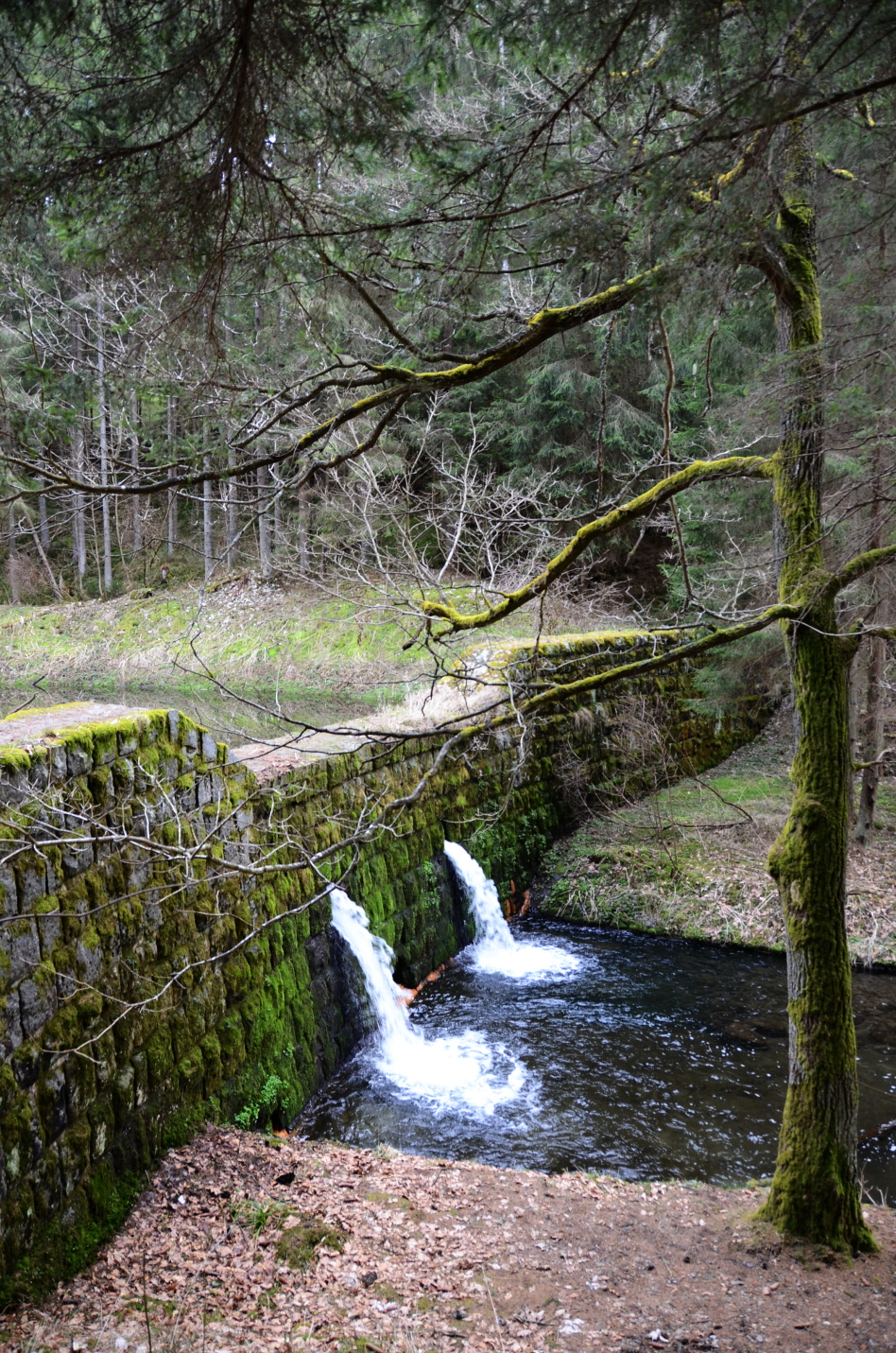 DSC_7207